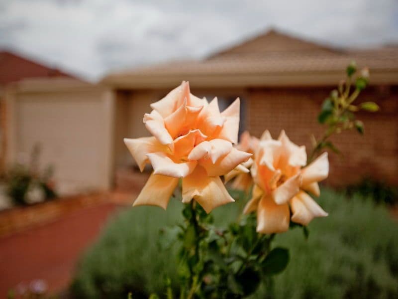 10 Wheatstone Drive, MORLEY WA 6062, Morley - Thumbnail 3