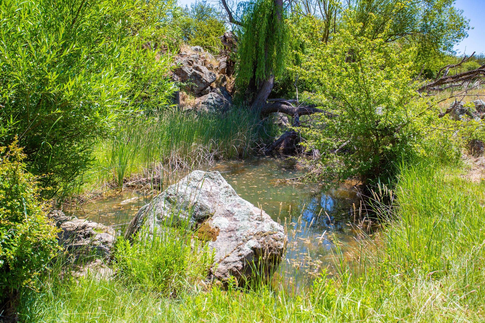 202 Yeumburra Road, Murrumbateman NSW 2582, Murrumbateman - Thumbnail 4