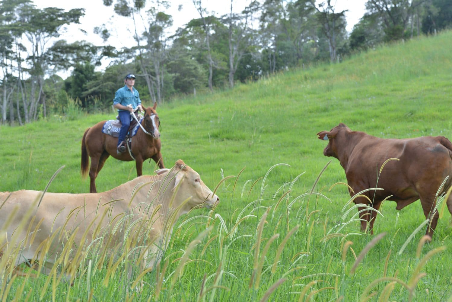 120 Bagnalls Road, Cooroy QLD 4563, Cooroy - Thumbnail 2