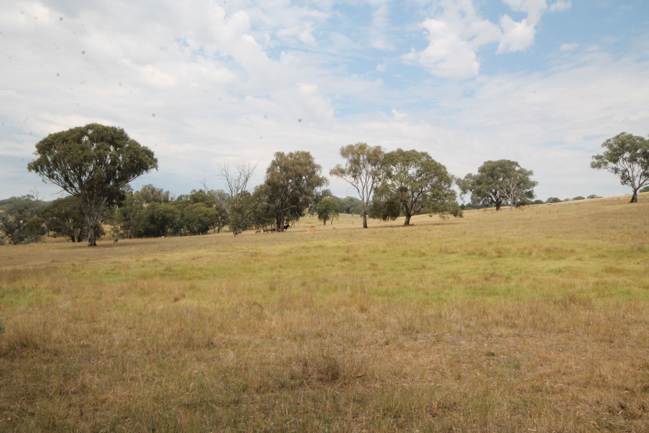 33 Warks Road, Young NSW 2594, Young - Image 1