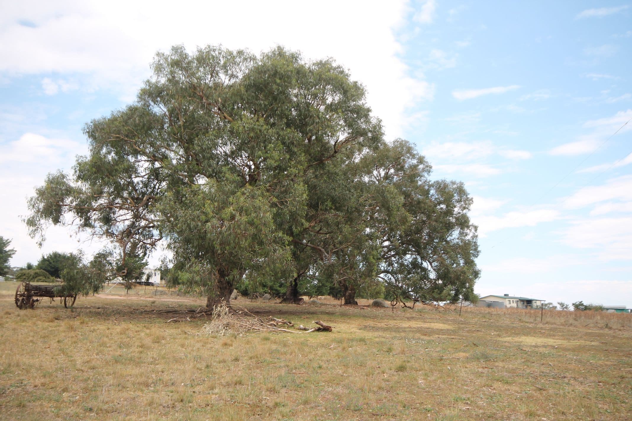 33 Warks Road, Young NSW 2594, Young - Thumbnail 4
