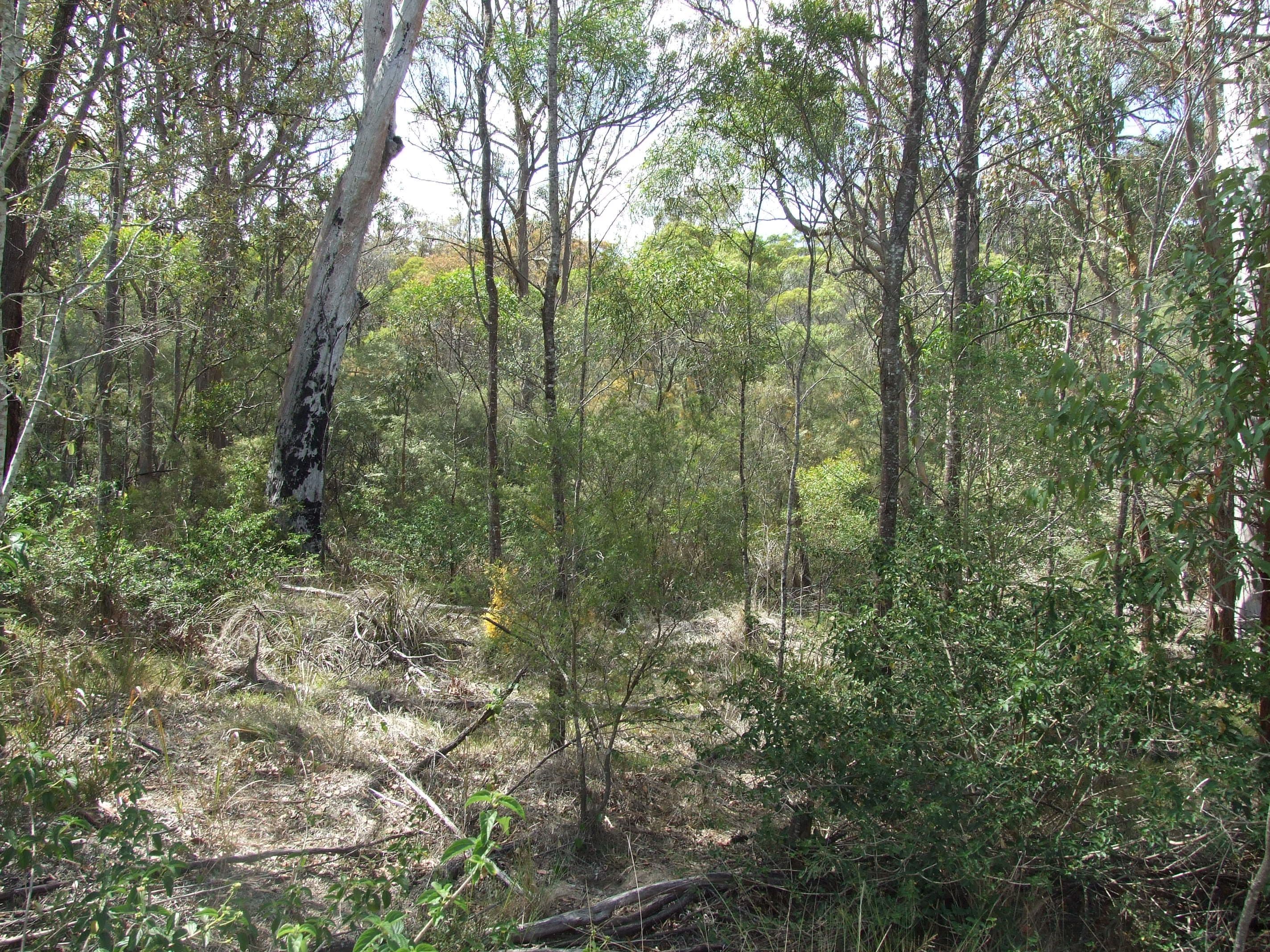 4 Pinnell Road, Crows Nest QLD 4355, Crows Nest - Thumbnail 2