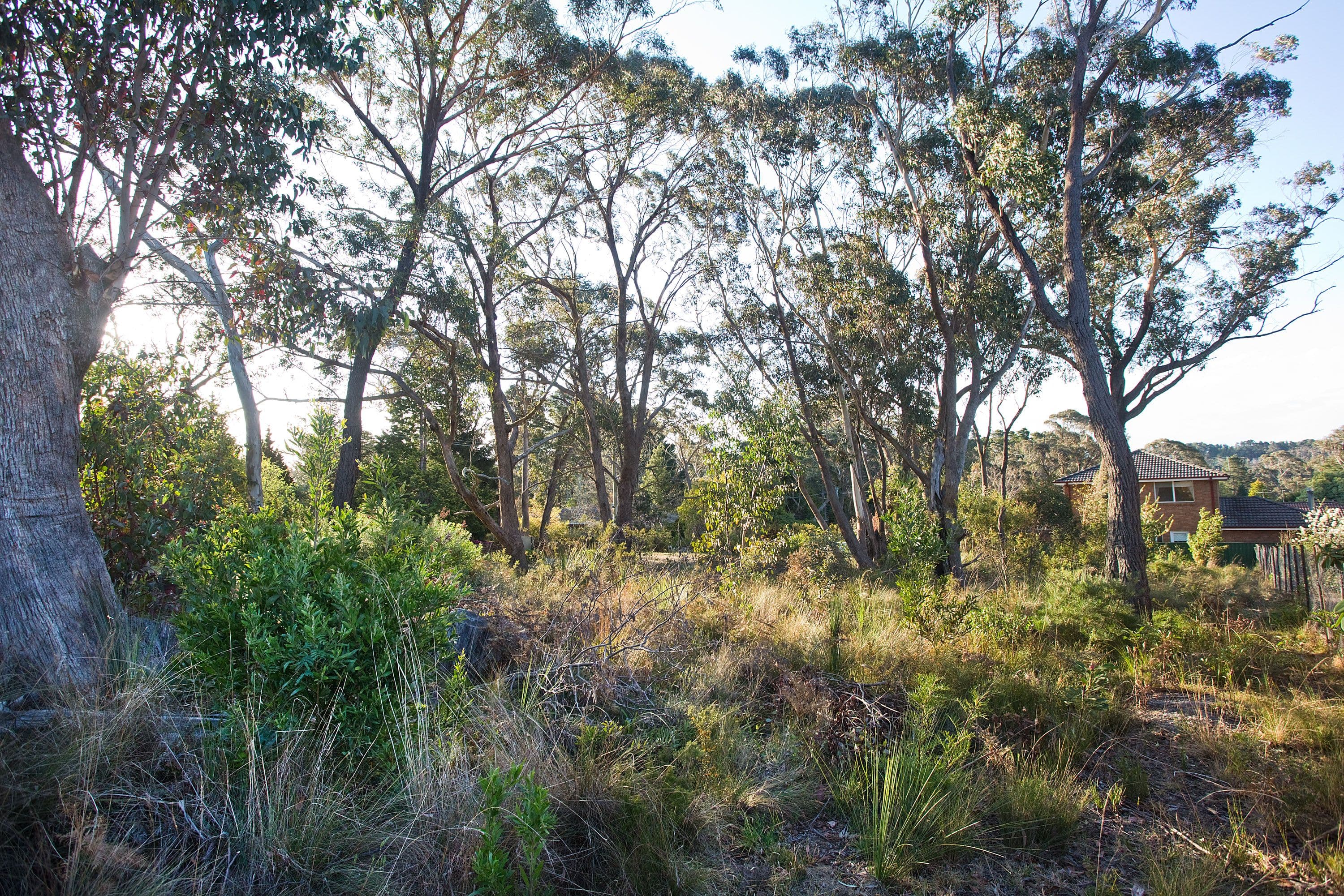 116 Evans Lookout Road, Blackheath NSW 2785, Blackheath - Thumbnail 3