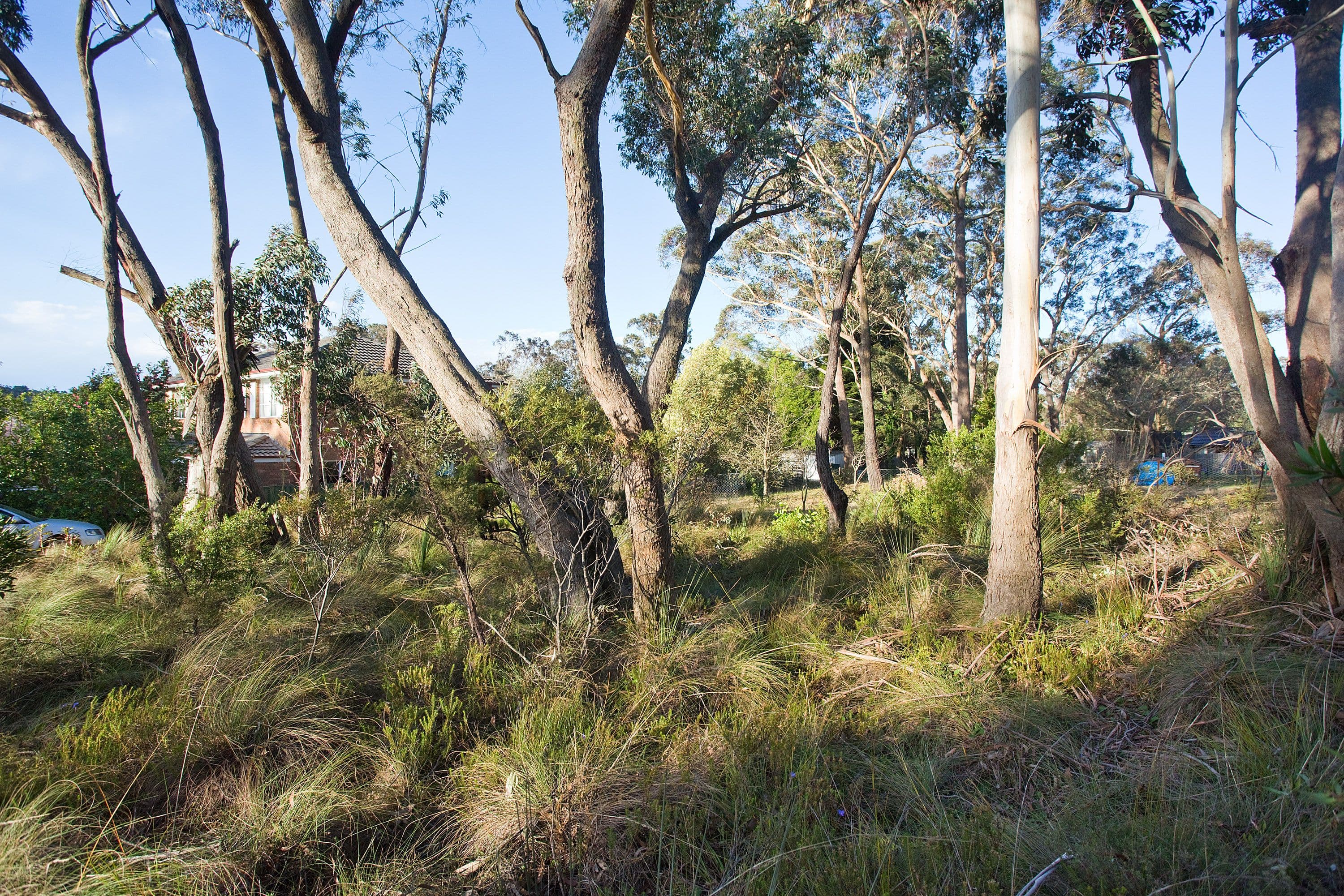 116 Evans Lookout Road, Blackheath NSW 2785, Blackheath - Thumbnail 4