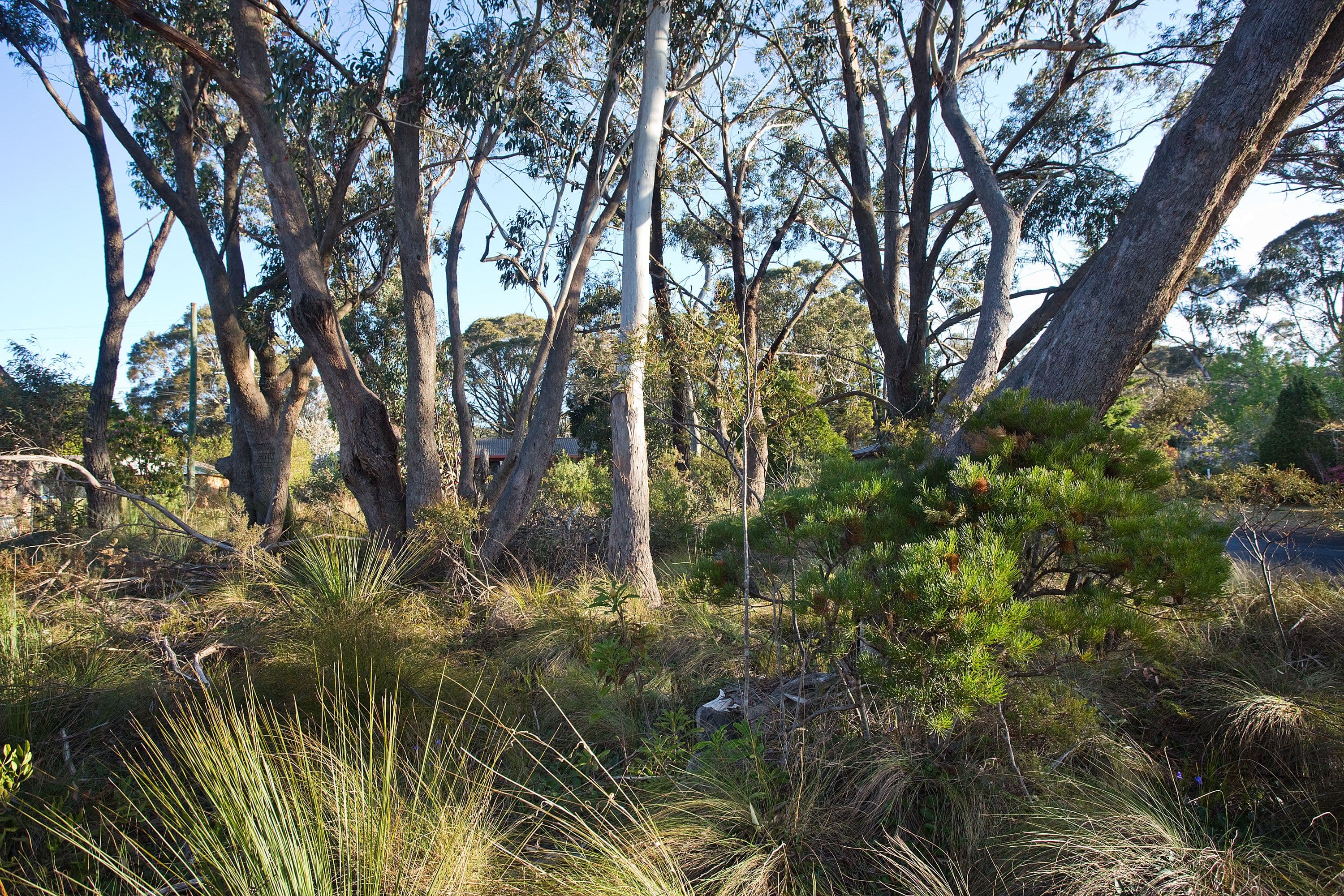116 Evans Lookout Road, Blackheath NSW 2785, Blackheath - Thumbnail 5