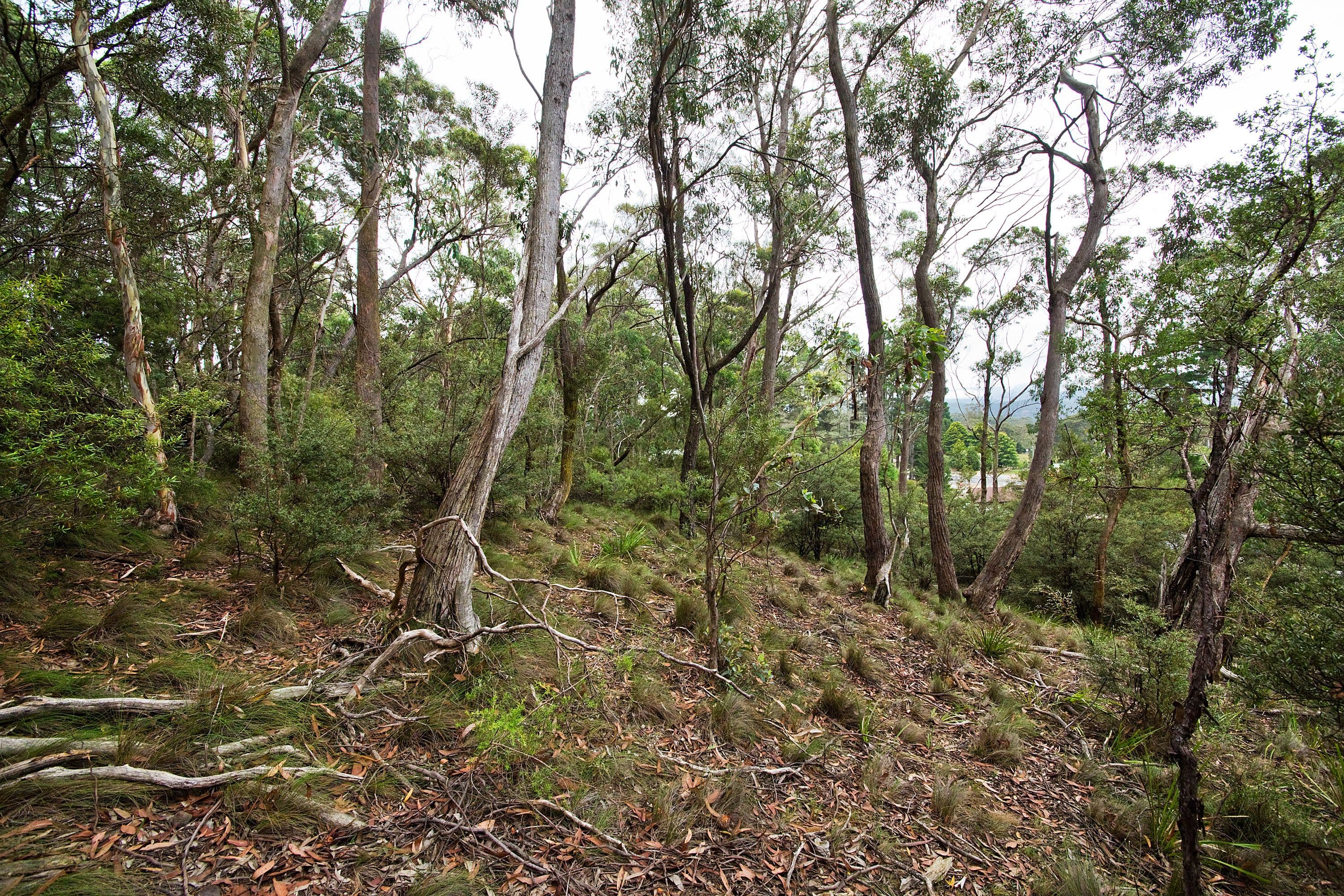 Lot 17 Victoria Street, Mount Victoria NSW 2786, Mount Victoria - Thumbnail 3