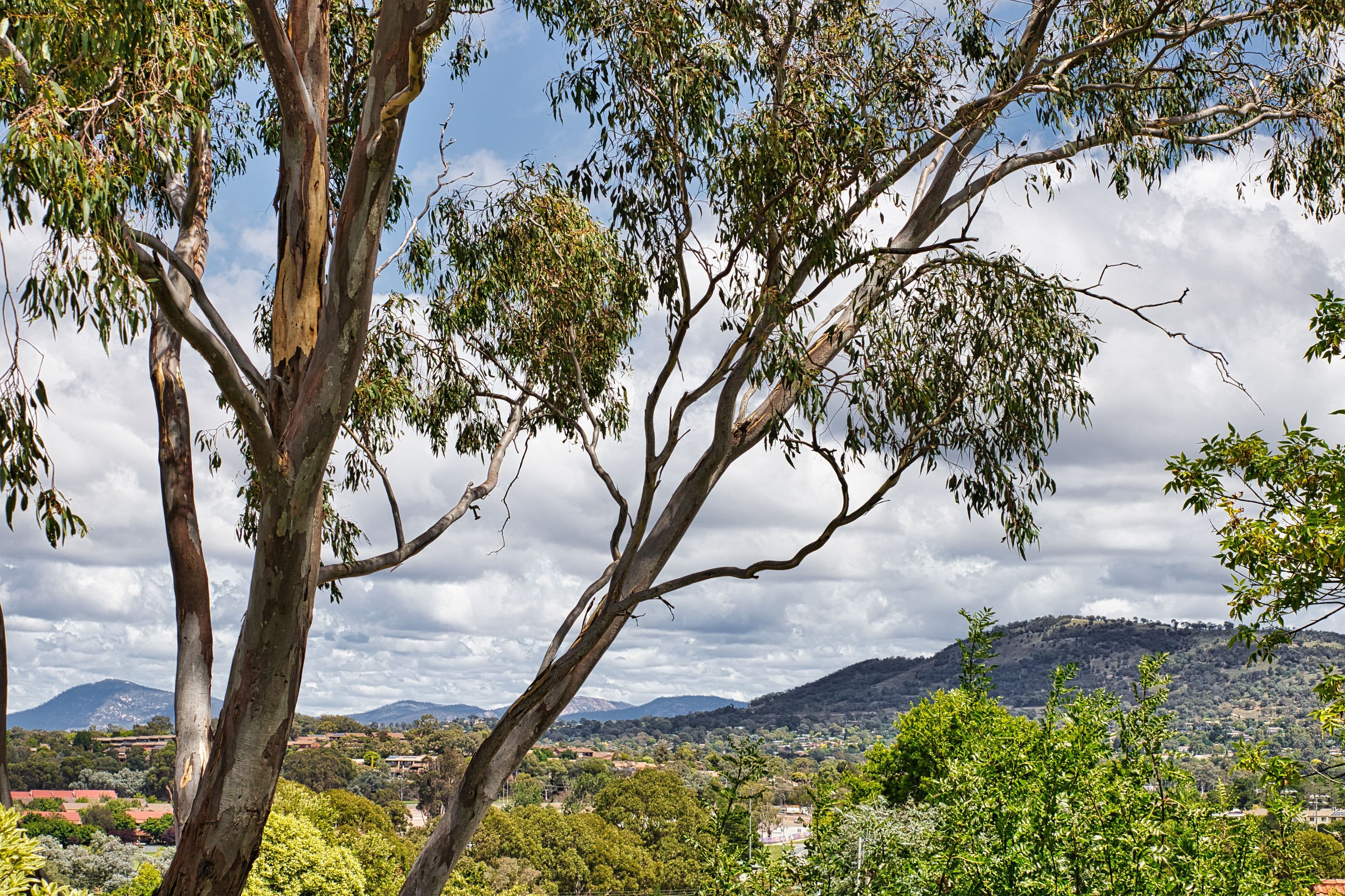 93 Fitchett Street, Garran ACT 2605, Garran - Thumbnail 4