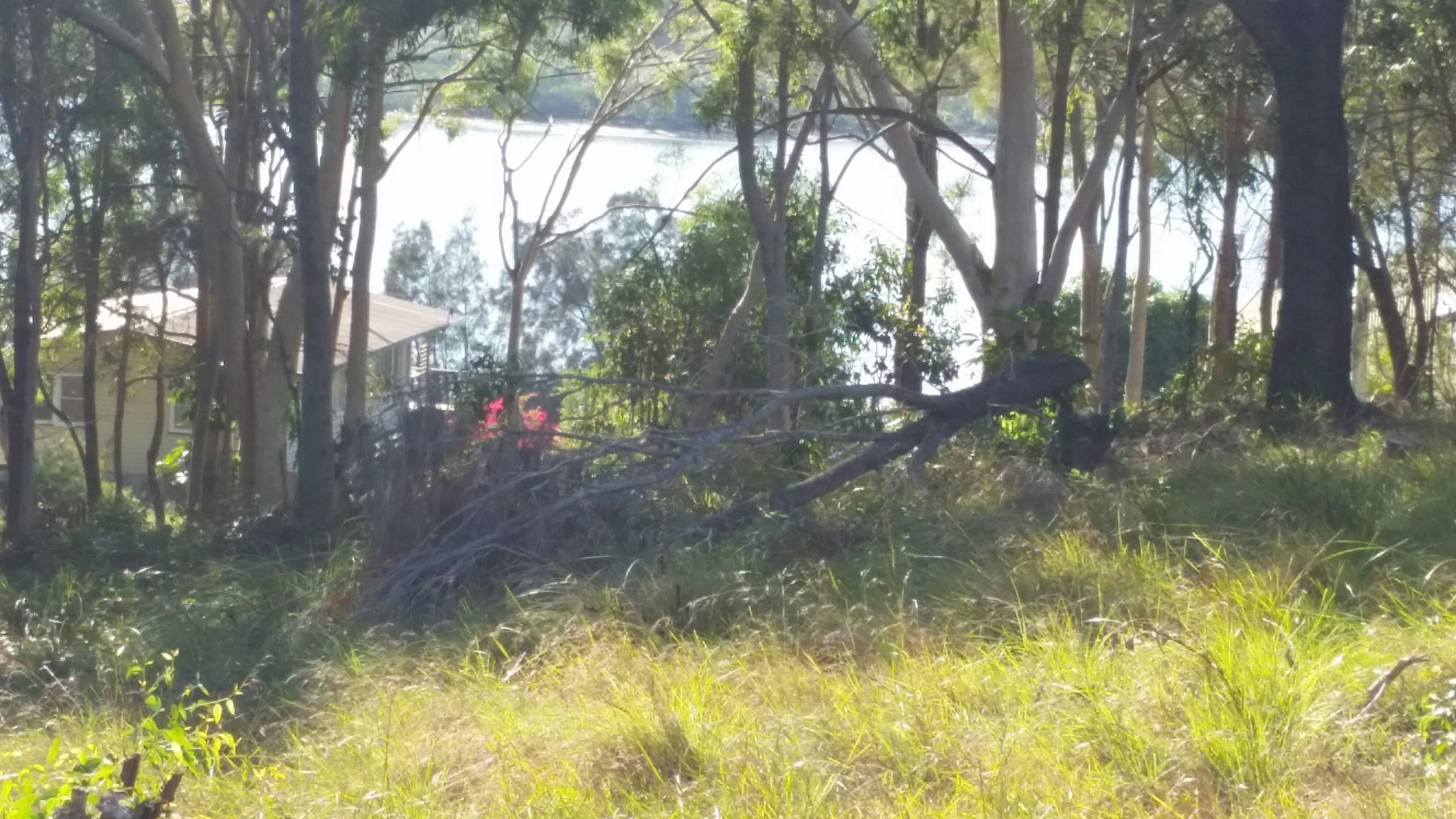 87 Highland Ridge Road, Russell Island QLD 4184, Russell Island - Thumbnail 7