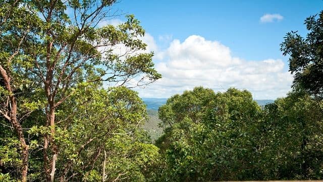 112 Coomera Gorge Drive, TAMBORINE MOUNTAIN QLD 4272, Tamborine Mountain - Thumbnail 7