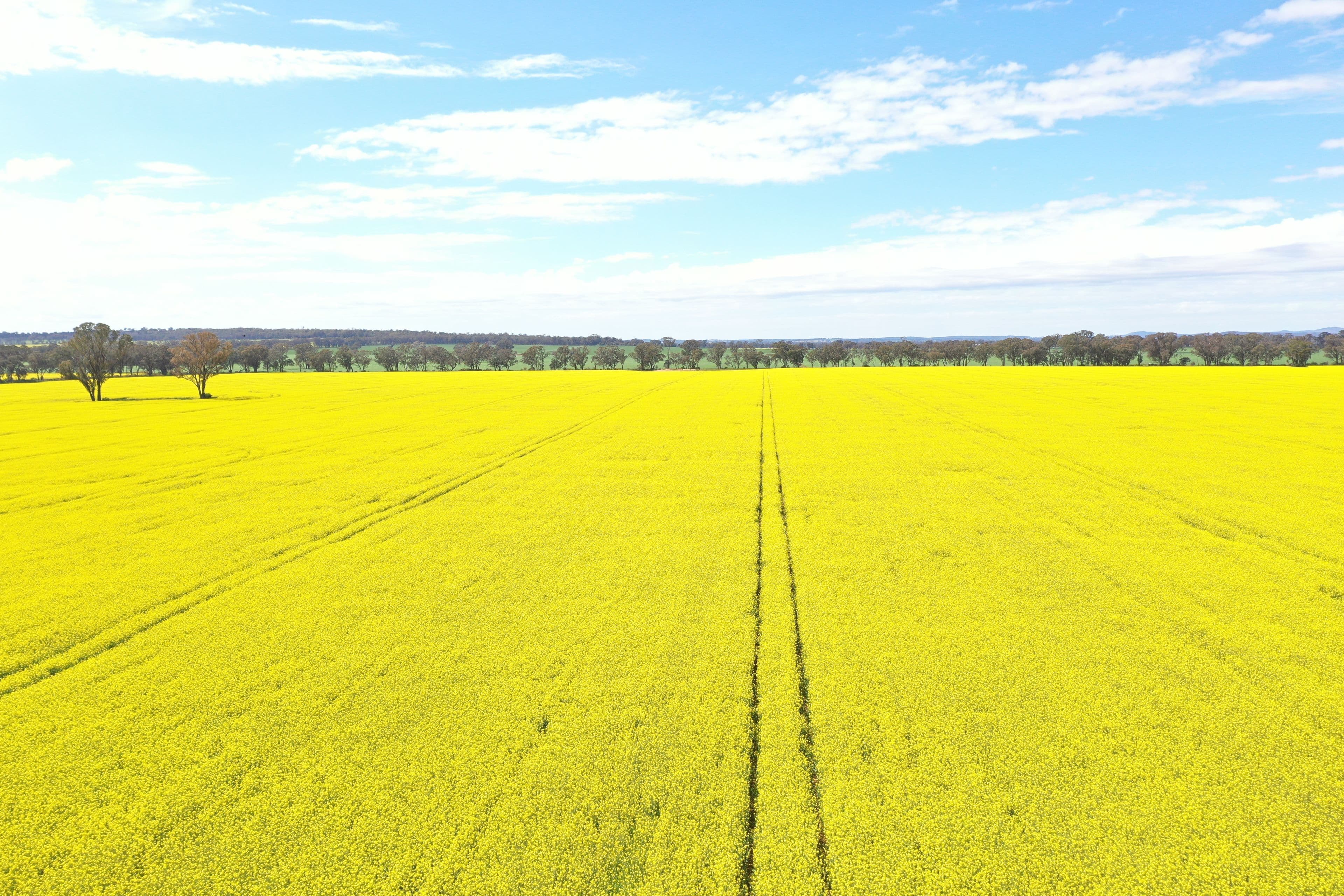 201 Brays Road, Temora NSW 2666, Temora - Thumbnail 4