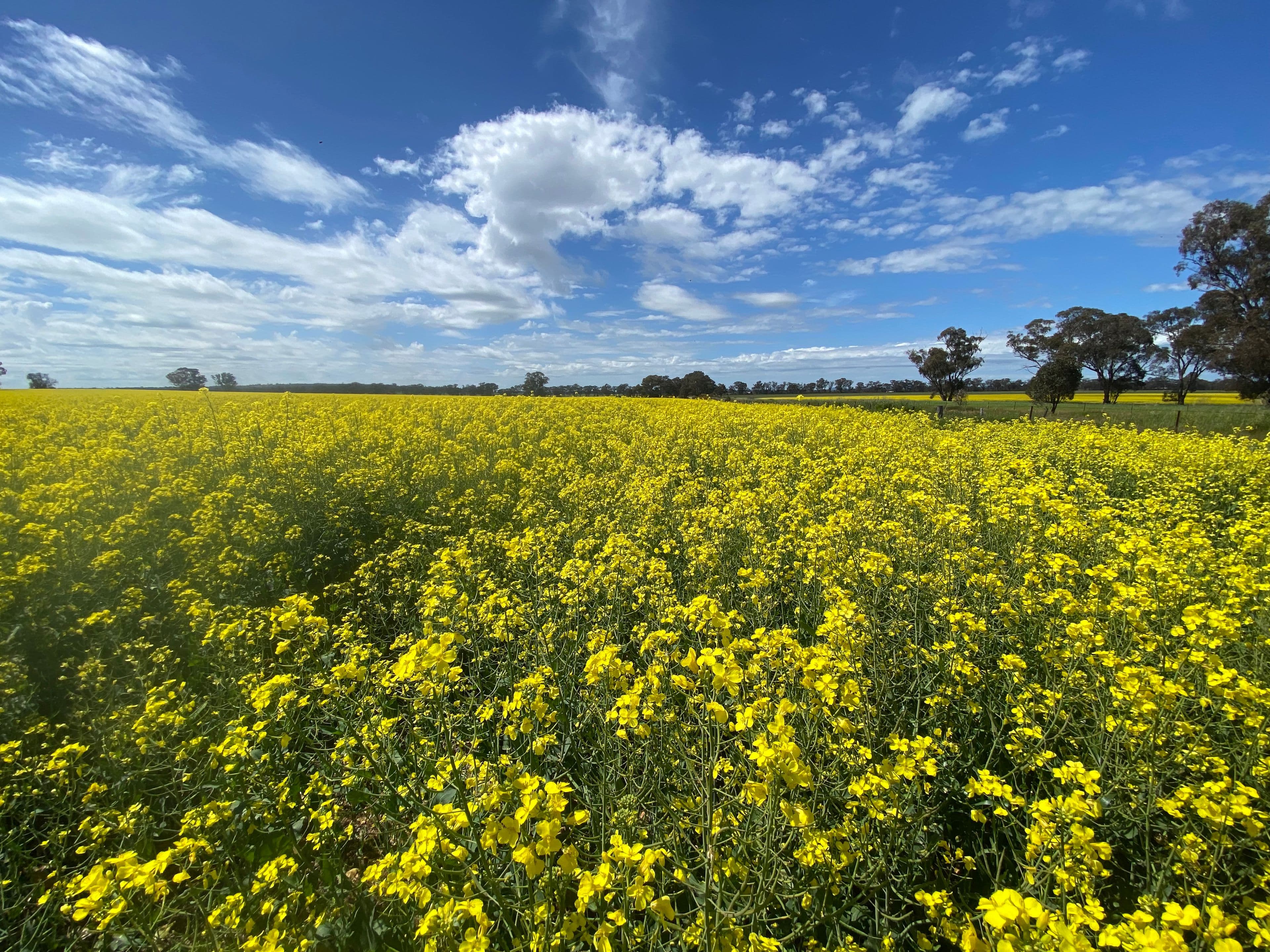 201 Brays Road, Temora NSW 2666, Temora - Thumbnail 7