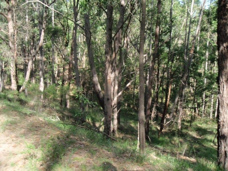 639 Larrys Mountain Road, MORUYA NSW 2537, Moruya - Thumbnail 7