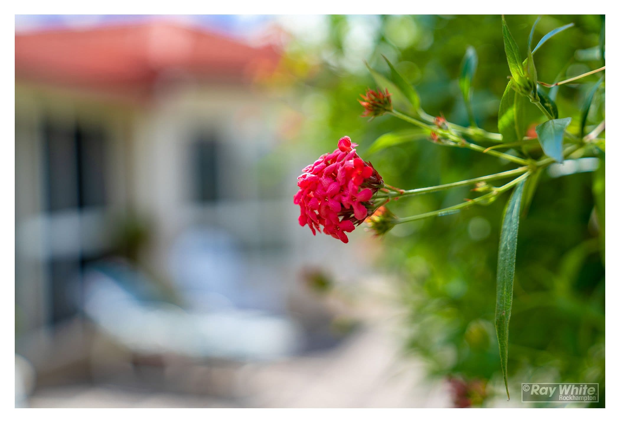 19 Harris Crescent, Norman Gardens QLD 4701, Norman Gardens - Thumbnail 4