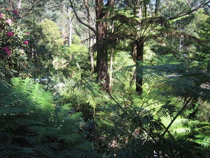 7  Wilga Avenue, SELBY VIC 3159, Selby - Thumbnail 3