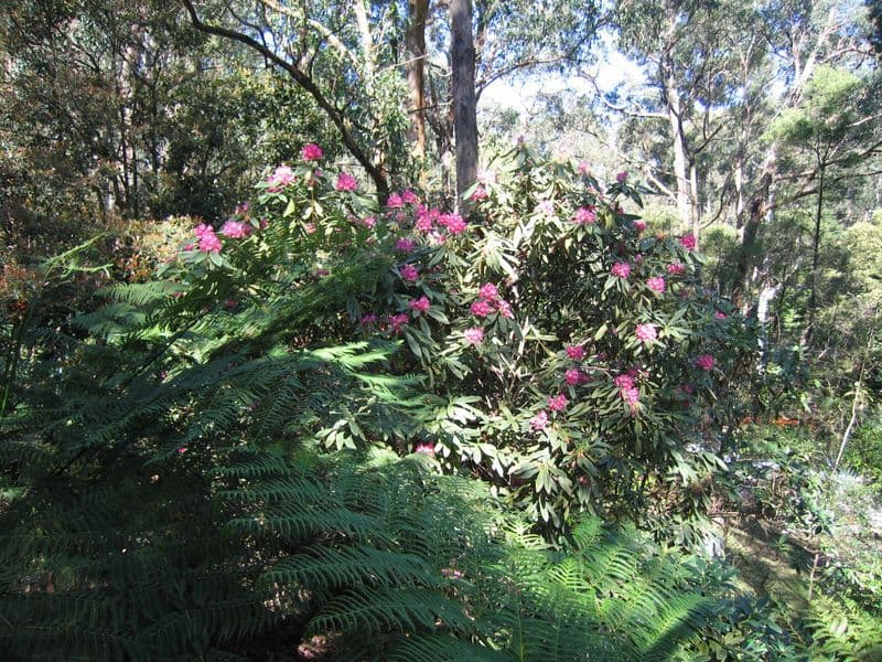 7  Wilga Avenue, SELBY VIC 3159, Selby - Thumbnail 8