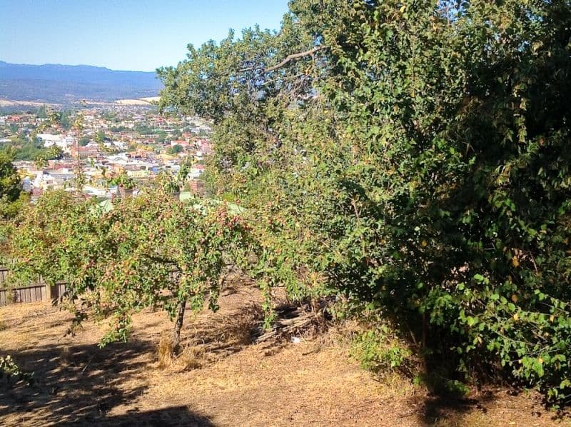 WEST LAUNCESTON TAS 7250, West Launceston - Thumbnail 7