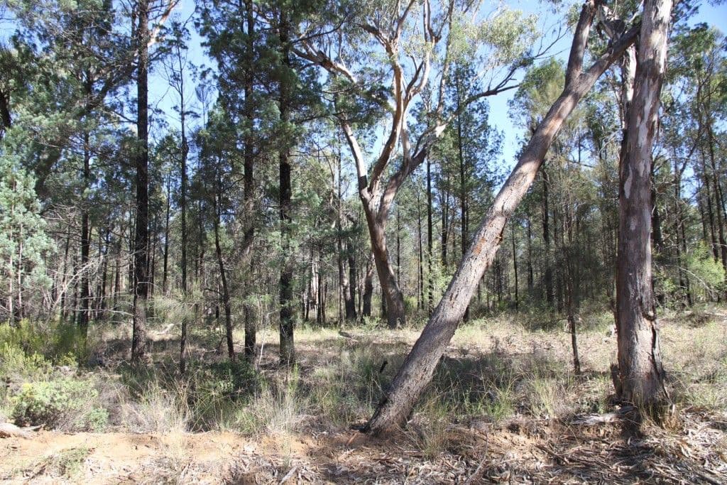 214 Foxglen Lane, NARRABRI NSW 2390, Narrabri - Thumbnail 3