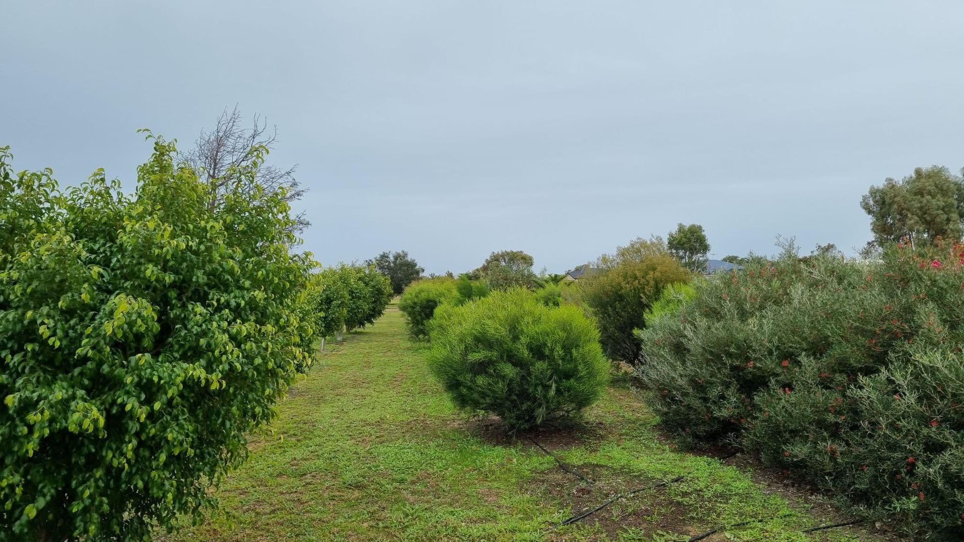 44 Dressage Circle, Deepdale WA 6532, Deepdale - Thumbnail 3