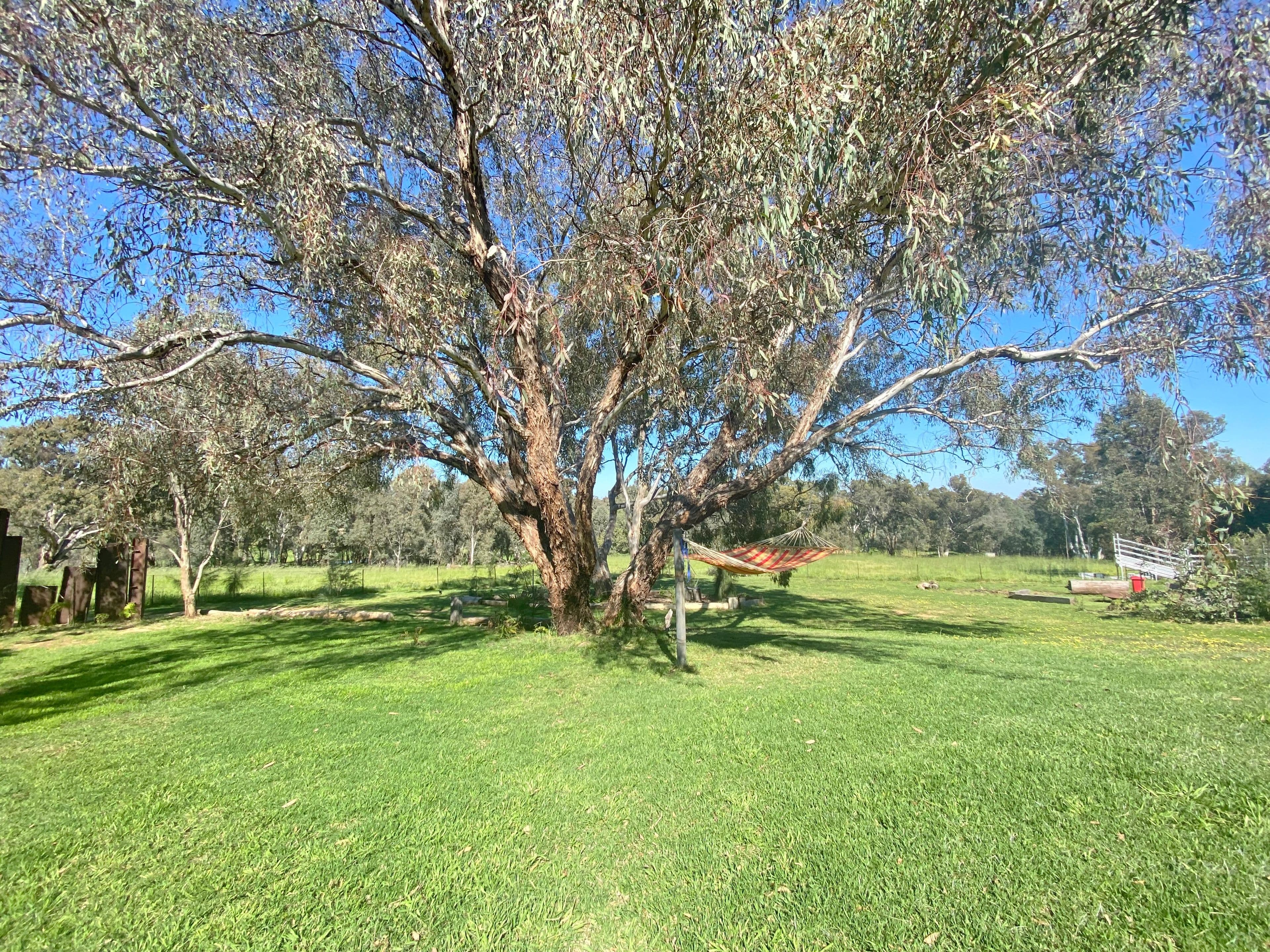 243 Scenic Road, Young NSW 2594, Young - Thumbnail 8