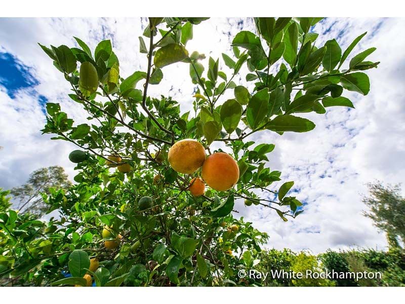 9 Trenwith Terrace, Rockyview QLD 4701, Rockyview - Thumbnail 5