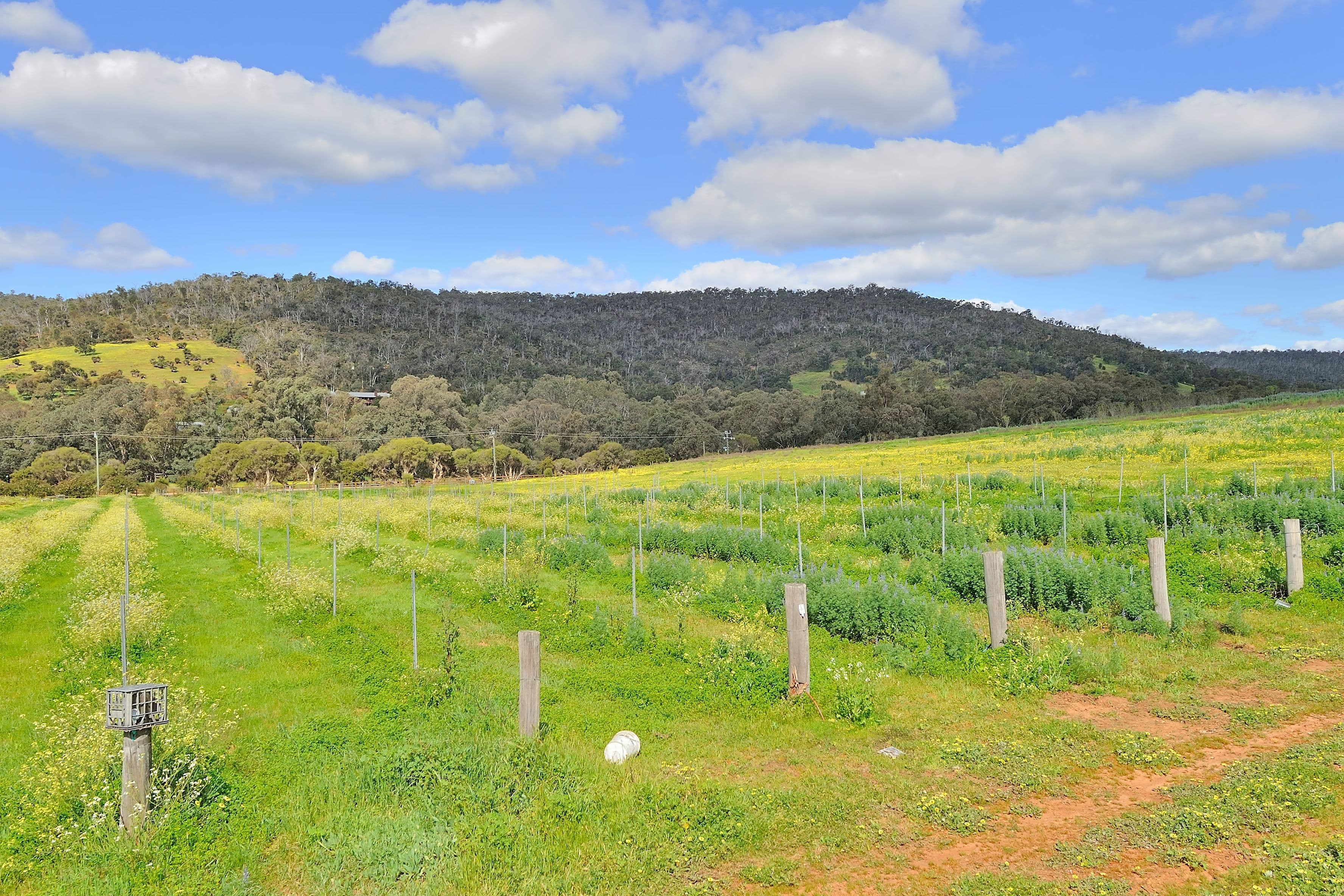 1341 Chittering Road, Lower Chittering WA 6084, Lower Chittering - Thumbnail 4
