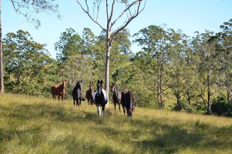 17 Florence Lane, MOUNT MEE QLD 4521, Mount Mee - Thumbnail 4