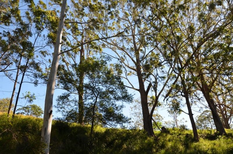 17 Florence Lane, MOUNT MEE QLD 4521, Mount Mee - Thumbnail 6