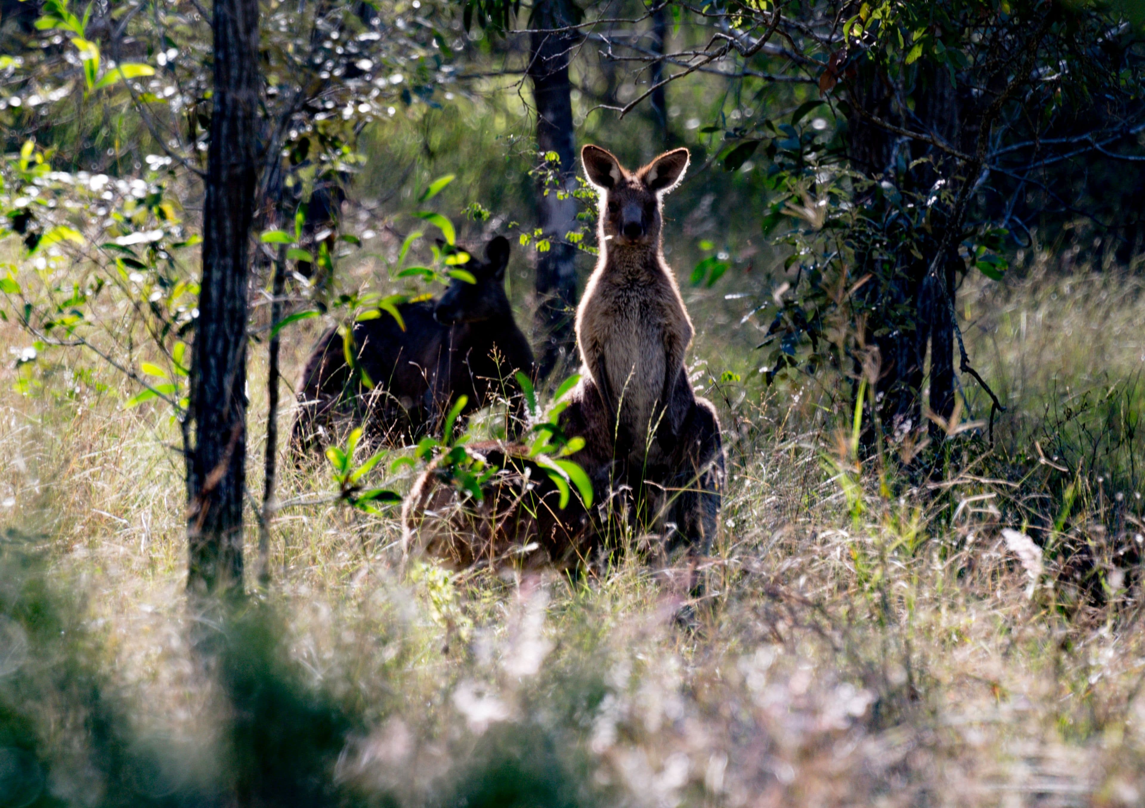 34-146 Missigs Road, Haigslea QLD 4306, Haigslea - Thumbnail 3
