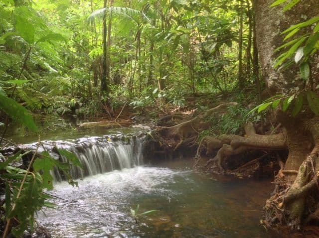 189 Beahr Road, UTCHEE CREEK QLD 4871, Utchee Creek - Thumbnail 5