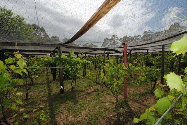 95 Jerberra Road, Tomerong NSW 2540, Tomerong - Thumbnail 7