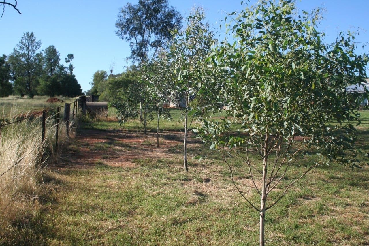 L3 Narrabri Road, Bingara NSW 2404, Bingara - Thumbnail 5