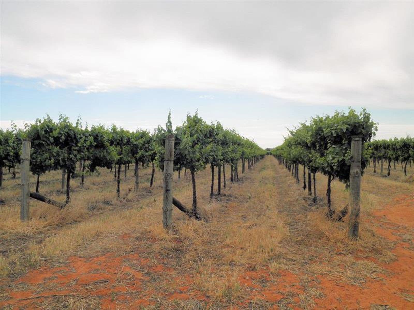 66 Oleander Drive, Coomealla - Thumbnail 3
