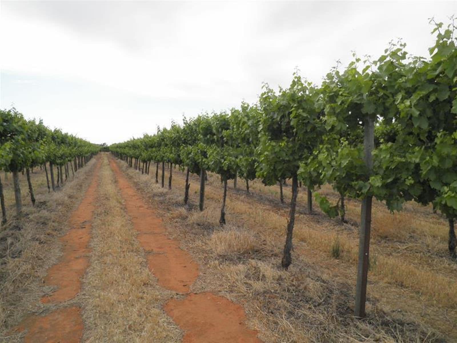 66 Oleander Drive, Coomealla - Thumbnail 4