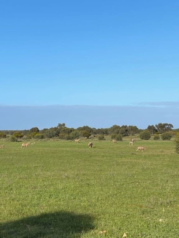 4186 Port Kenny Road, Karcultaby, SA, 5654, Karcultaby - Thumbnail 2