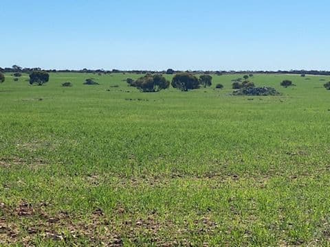 4186 Port Kenny Road, Karcultaby, SA, 5654, Karcultaby - Thumbnail 3