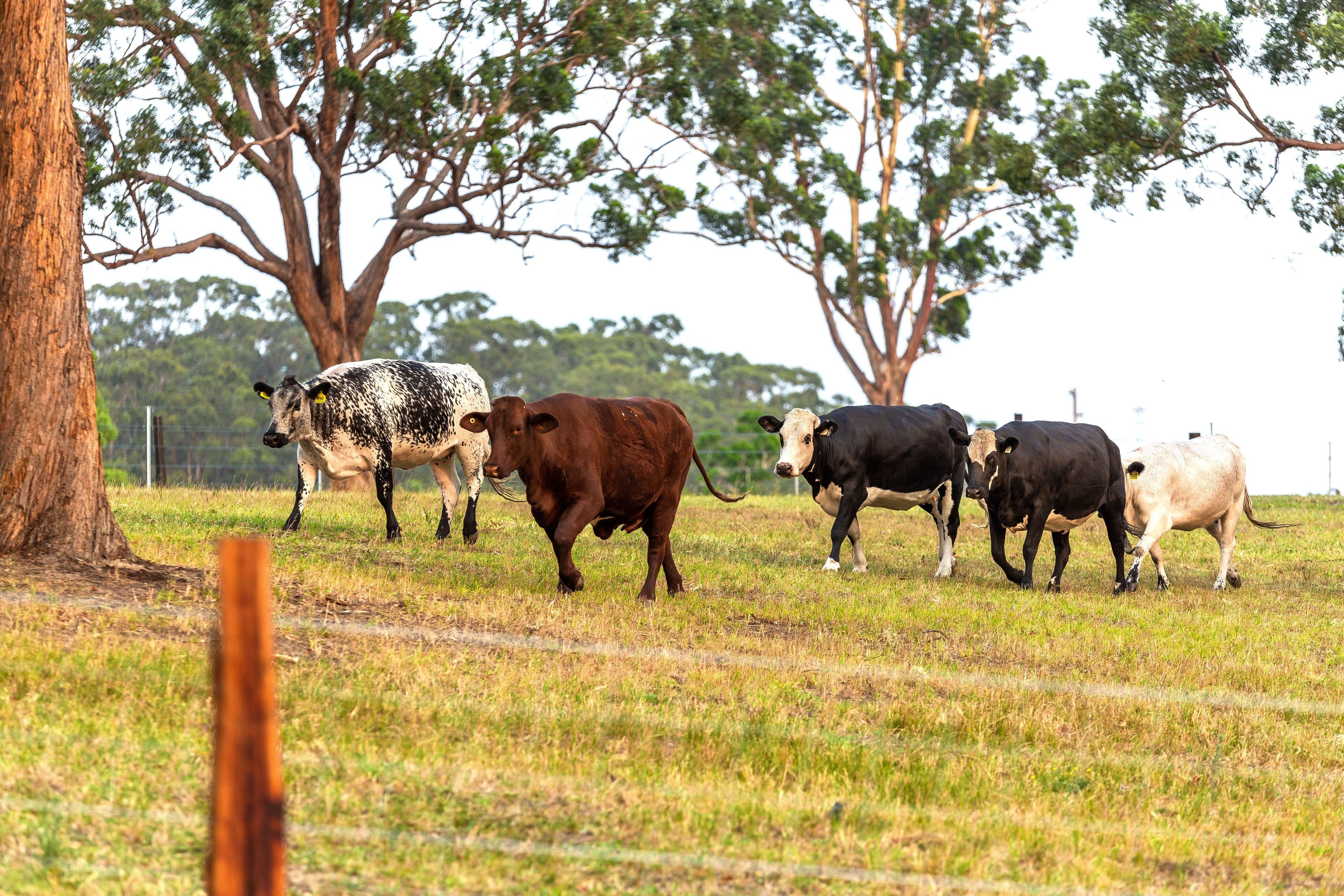Lot 5 Bangalow Road, Coopernook NSW 2426, Coopernook - Thumbnail 3