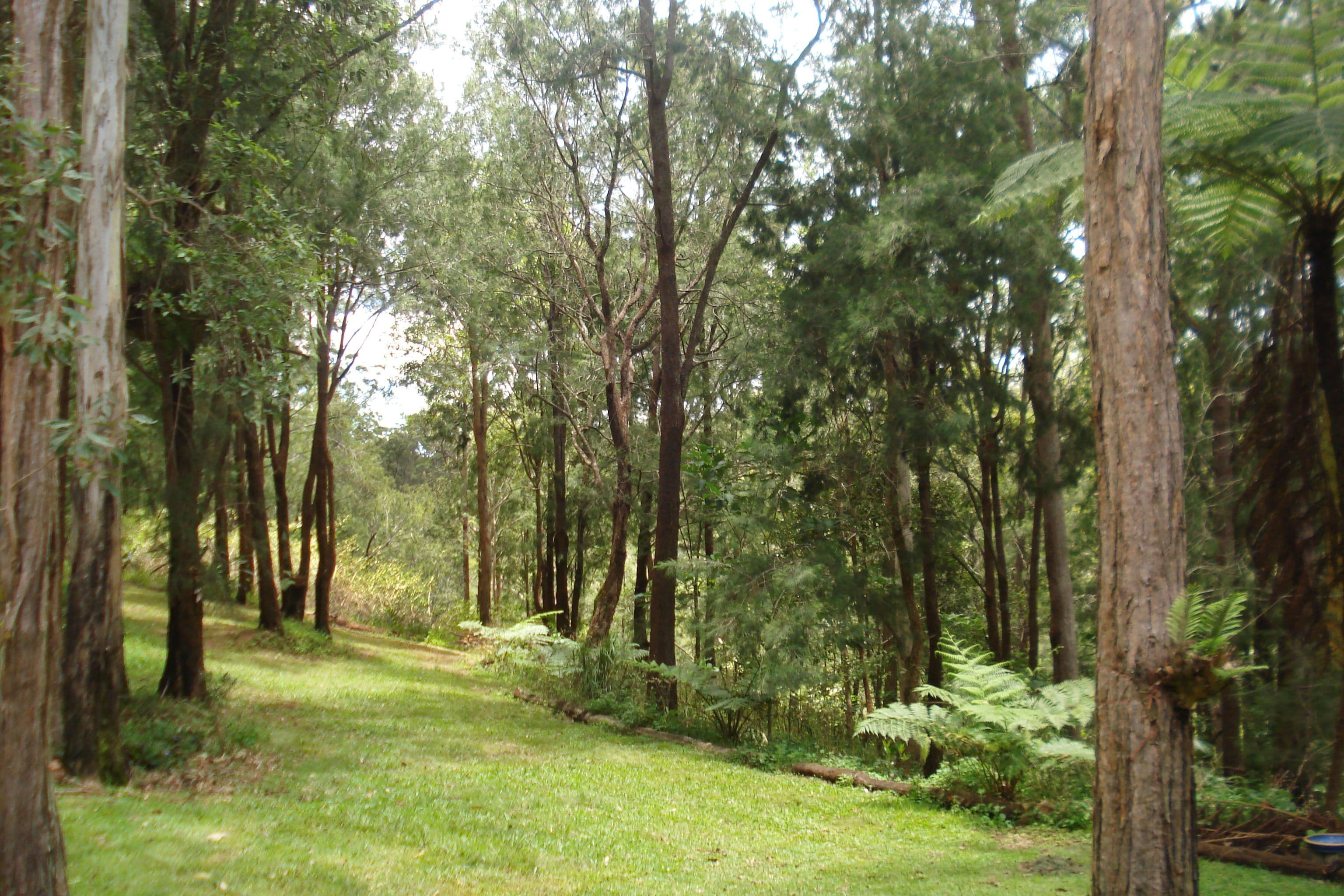 26 Corey Road, Wondecla QLD 4887, Wondecla - Thumbnail 3
