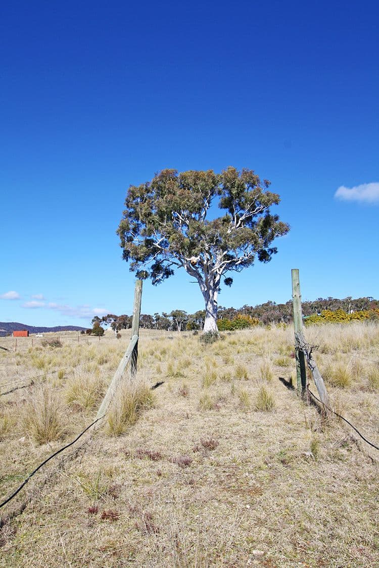 42 Sinclair Road, Primrose Valley NSW 2621, Primrose Valley - Thumbnail 2