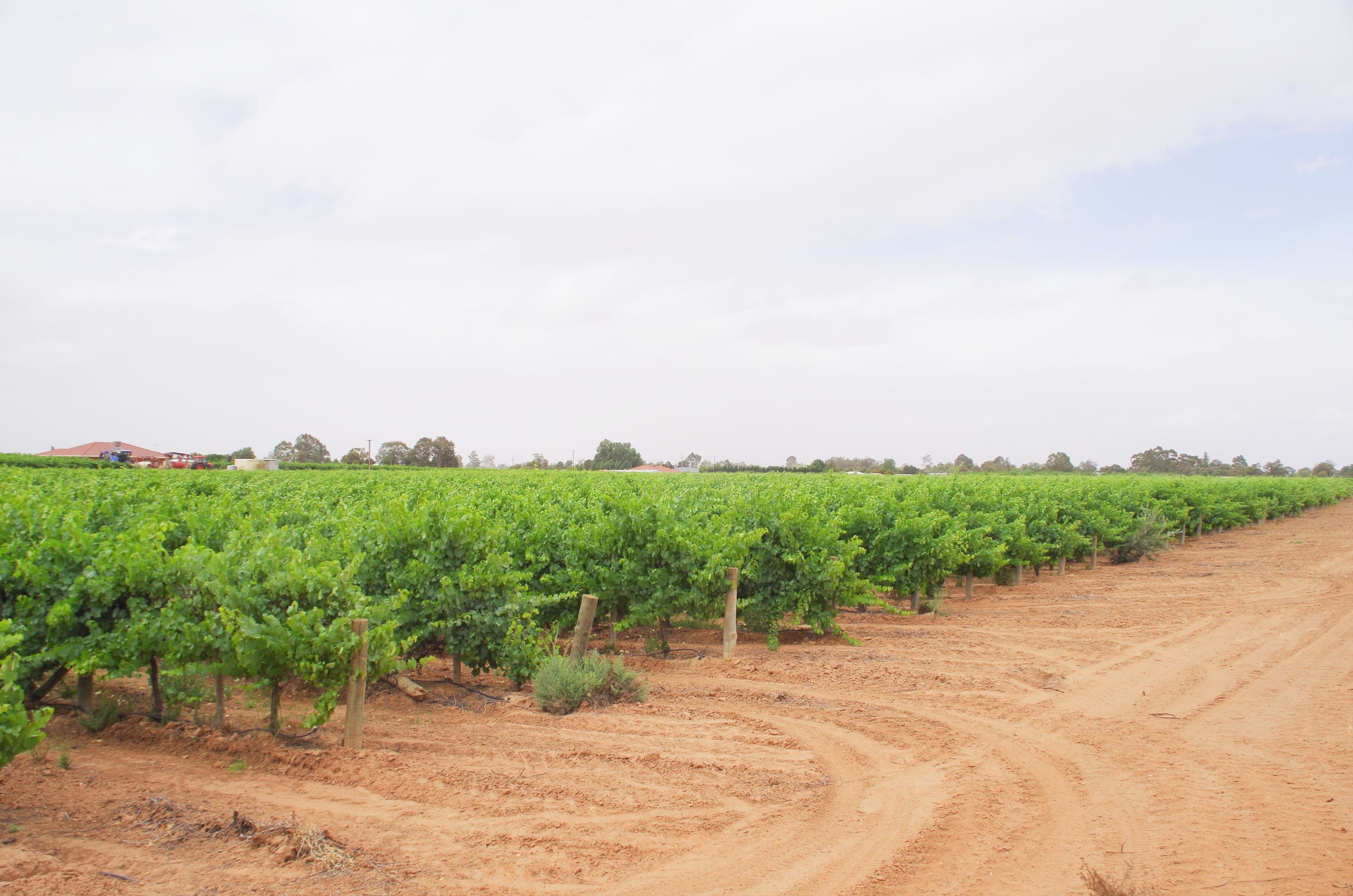 732 Chowilla Street, Renmark West SA 5341, Renmark West - Thumbnail 2