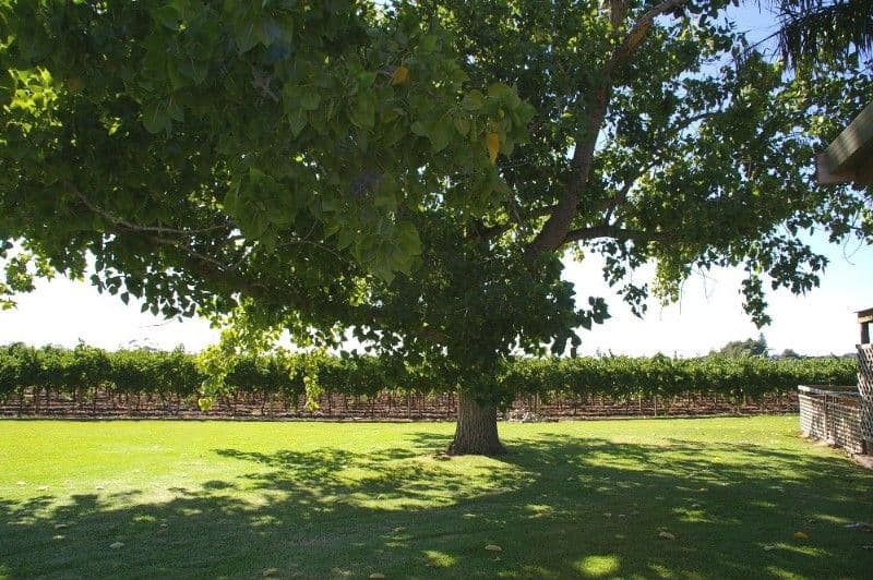 412 Ral Ral Avenue, RENMARK SA 5341, Renmark - Thumbnail 8