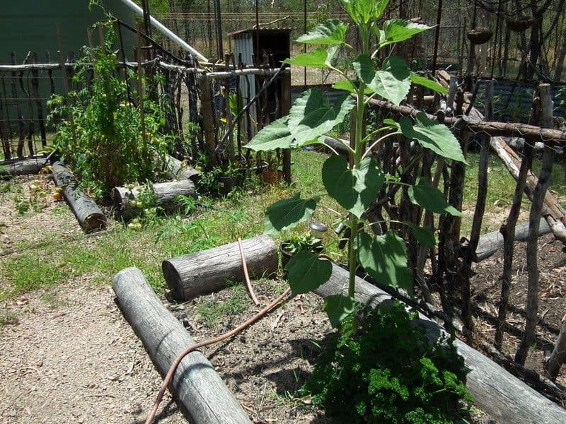 Lot 2 Gigoomgan Road, BROOWEENA QLD 4620, Brooweena - Thumbnail 7