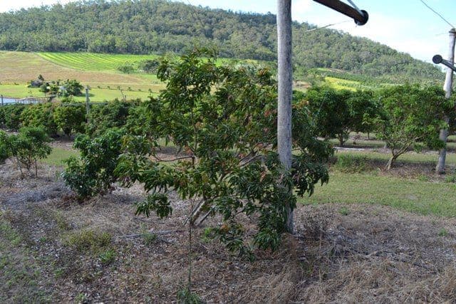 124 Evans Road, Bungundarra QLD 4703, Bungundarra - Thumbnail 3