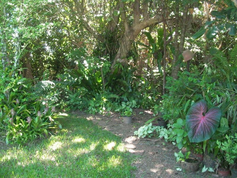 97 Gibson Road, Mena Creek QLD 4871, Mena Creek - Thumbnail 2