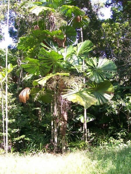 Lot 67 Greendale Court, Jubilee Heights, INNISFAIL QLD 4860, Innisfail - Thumbnail 2