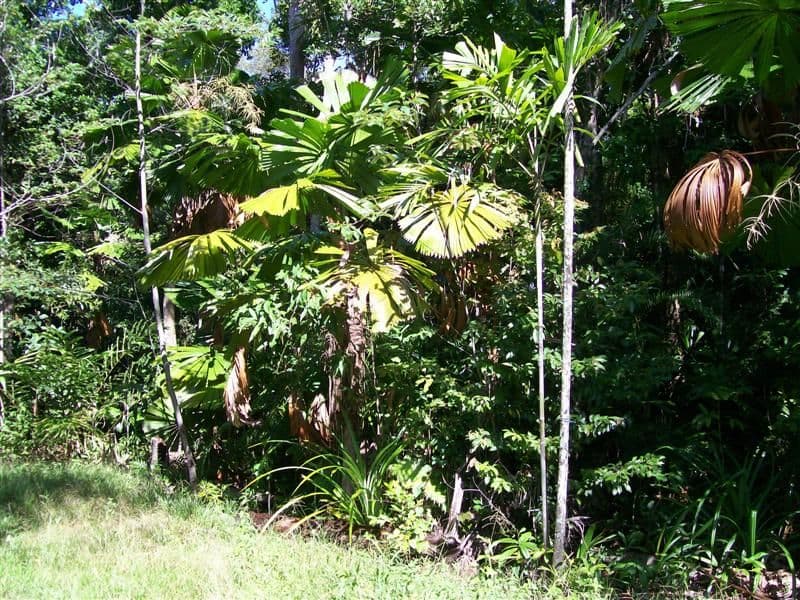 Lot 67 Greendale Court, Jubilee Heights, INNISFAIL QLD 4860, Innisfail - Thumbnail 6