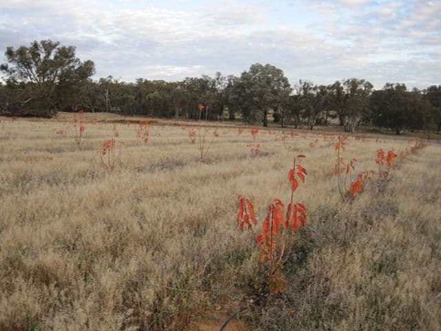 38 Fowler Street, MONTEAGLE NSW 2594, Monteagle - Thumbnail 2