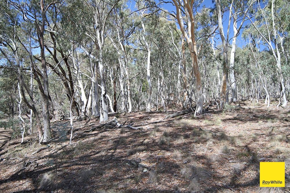 200 Neils Creek Road, Bungendore NSW 2621, Bungendore - Thumbnail 4