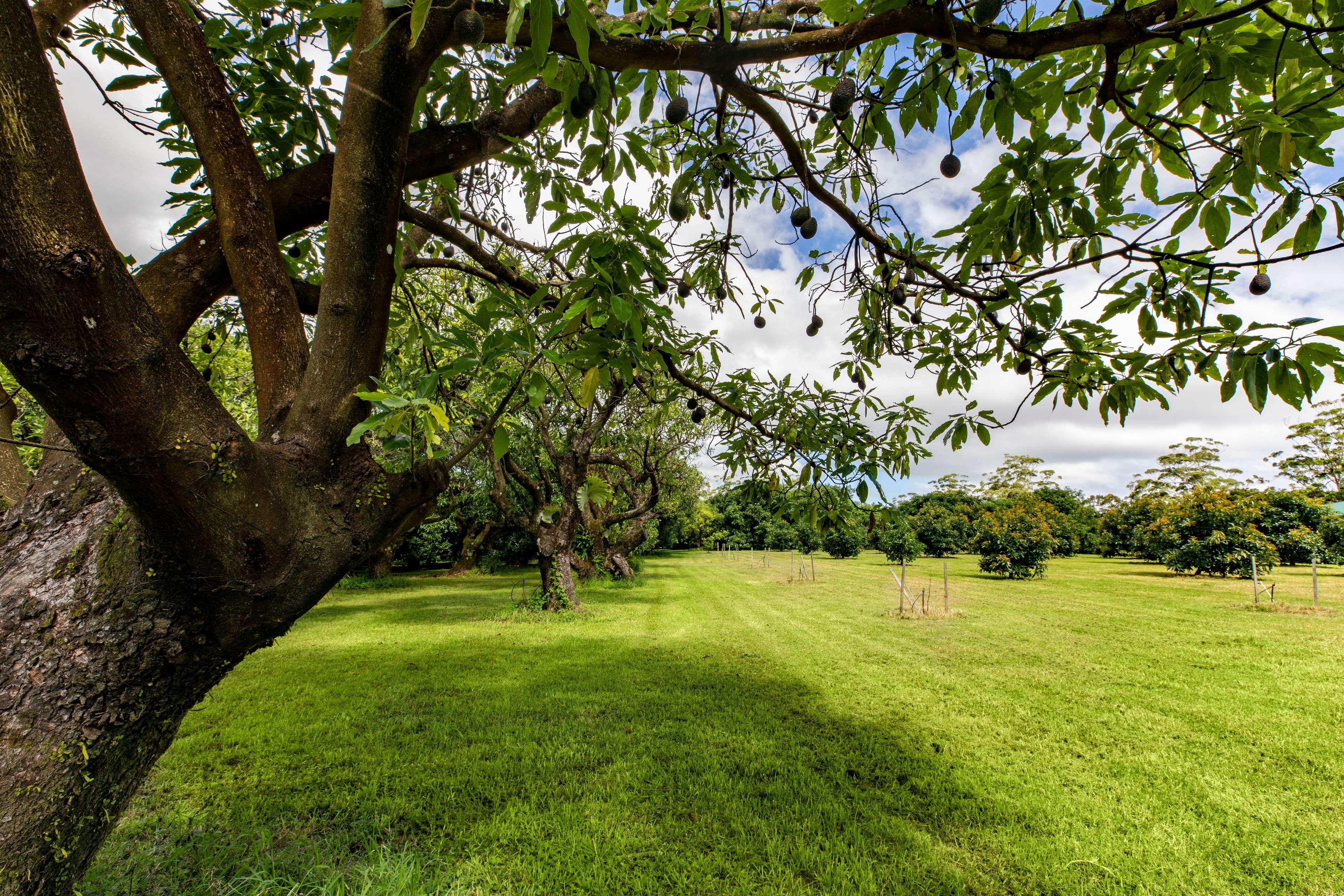 30 Kidd Street, Tamborine Mountain QLD 4272, Tamborine Mountain - Thumbnail 3