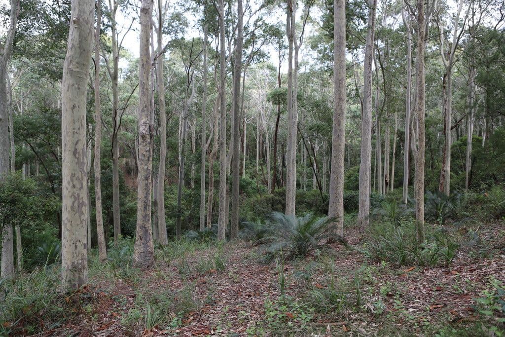Lot 48 Woodlands Drive, Narooma NSW 2546, Narooma - Thumbnail 2