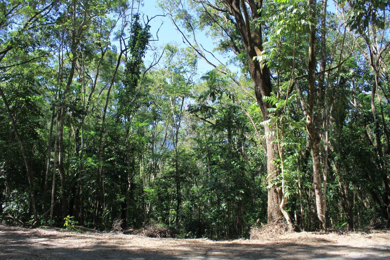 Lot 37 Ronald Road, Forest Creek, Daintree QLD 4873, Daintree - Image 1